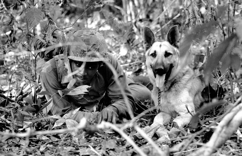 Vietnam Scout Dog